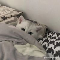 nhạc nền - KnightSupport🪼