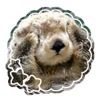 ottersinthesea