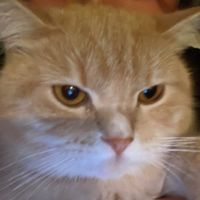 efo.kedi