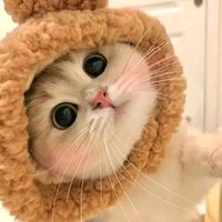 kity_official4.4