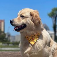 golden.barni