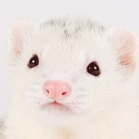chocochannelwithmint