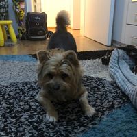 germanyorkiemix