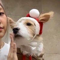 suara asli - pipitt_.
