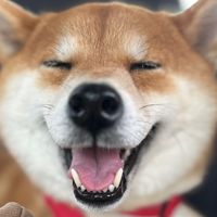 オリジナル楽曲 - こぴこ