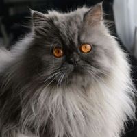 heaven_cattery