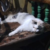 suara asli - viaaaaaaaaaaa✨