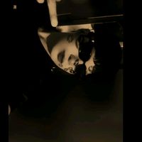 amadeus_121208