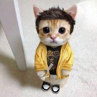 на твй тиляфон пришла новкая сабщения