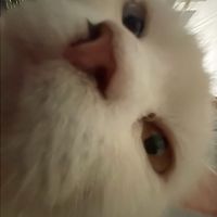 เสียงต้นฉบับ - Maalii