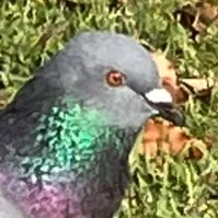 original sound - rintadesuyoo2