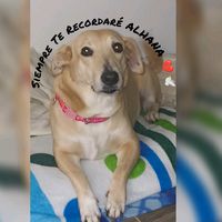 alhanarios