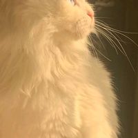 hi_me038