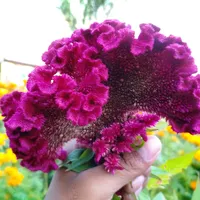 original sound - subaass2062