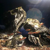 original sound - ghienchoica104