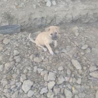 original sound - Min Htet Aung