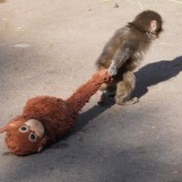 เสียงของพุดดิ้ง