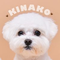 maltipoo.kinako