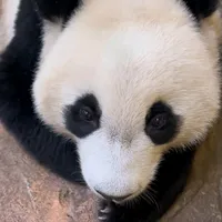 original sound - barbie7785