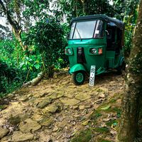 green_parrot_17
