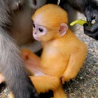 original sound - Da Namnao ดานวดเที่ยวกินบอกต่อ