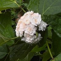 sgc_268