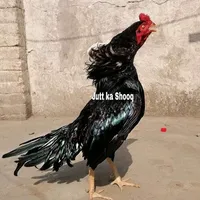 original sound - pakistaniaseelking