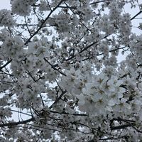 오리지널 사운드 - 🇰🇷유화🎗