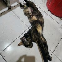 suara asli - G.Andi