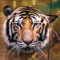 pantheratigris99