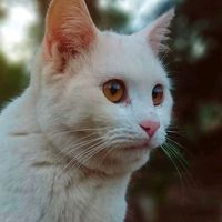 michisad_999