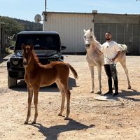 צליל מקורי