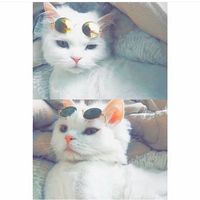 suara asli - donatarr