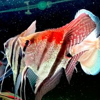 aquatic_fishlife