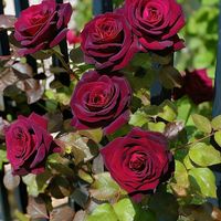 mrs.hasnain58