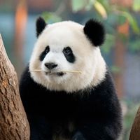 minilovepanda