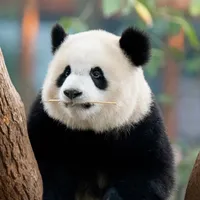 original sound - minilovepanda