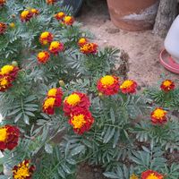 suja.dharshika