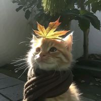 Remix Letícia x ei mototáxi