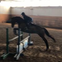 eventinghorse