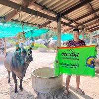 puen258