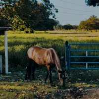 original sound - ruockff4