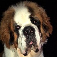 kingsley_st_bernard