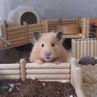 오리지널 사운드 - pediham