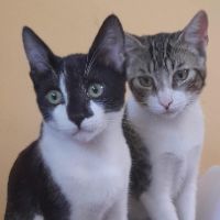 sonido original - Zeus 🐱