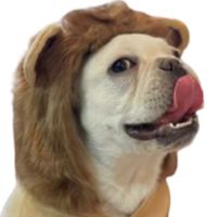 sunkichi_dog