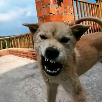 suara asli - OLENG🤙🤙