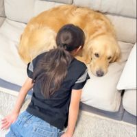 オリジナル楽曲 - 大型犬と平凡な家族