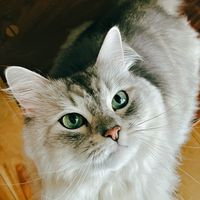 inumitainaneko_lalu