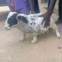 original sound - vipappartement1